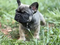 Mr Beans, a male French Bulldog for sale in Forest, VA – 4 of 9