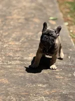 Mr Beans, a male French Bulldog for sale in Forest, VA – 9 of 9