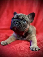 Mr Beans, a male French Bulldog for sale in Forest, VA – 8 of 9