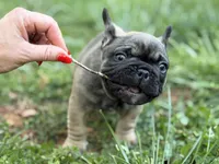 Mr Beans, a male French Bulldog for sale in Forest, VA – 3 of 9