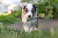 Hugo, a male Toy Australian Shepherd for sale in Millersburg, OH – 7 of 10