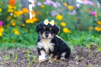 Pumpkin, a female Miniature Aussiedoodle for sale in Millersburg, OH – 4 of 7