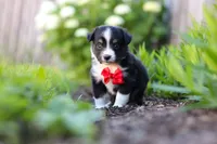 Logan, a male Toy Australian Shepherd for sale in Millersburg, OH – 5 of 8