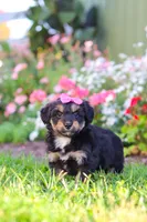 Maple, a female Miniature Aussiedoodle for sale in Millersburg, OH – 6 of 9