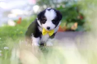 Dylan, a male Toy Australian Shepherd for sale in Millersburg, OH – 3 of 7