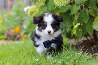 Dylan, a male Toy Australian Shepherd for sale in Millersburg, OH – 6 of 7