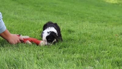 Hunter, a male Miniature Aussiedoodle for sale in Millersburg, OH – 8 of 8