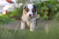 Hugo, a male Toy Australian Shepherd for sale in Millersburg, OH – 6 of 10
