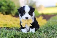 Elliot, a male Toy Australian Shepherd for sale in Millersburg, OH – 2 of 8
