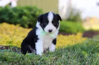 Charles, a male Toy Australian Shepherd for sale in Millersburg, OH – 1 of 10
