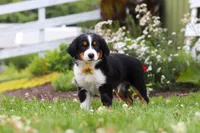 Frankie, a male Miniature Australian Shepherd for sale in Millersburg, OH – 1 of 6