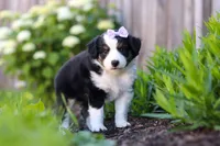Violet, a female Miniature Australian Shepherd for sale in Millersburg, OH – 3 of 7