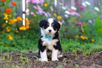 Oakley, a male Miniature Aussiedoodle for sale in Millersburg, OH – 5 of 7