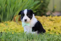 Charles, a male Toy Australian Shepherd for sale in Millersburg, OH – 7 of 10