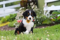 Frankie, a male Miniature Australian Shepherd for sale in Millersburg, OH – 2 of 6