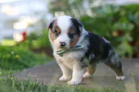 Hugo, a male Toy Australian Shepherd for sale in Millersburg, OH – 5 of 10