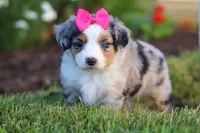Daisy, a female Miniature Australian Shepherd for sale in Millersburg, OH – 2 of 9