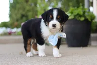 Frankie, a male Miniature Australian Shepherd for sale in Millersburg, OH – 4 of 10
