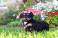Maple, a female Miniature Aussiedoodle for sale in Millersburg, OH – 5 of 9