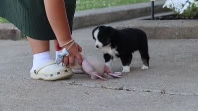 Eliza, a female Miniature Australian Shepherd for sale in Millersburg, OH – 10 of 10