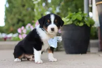 Frankie, a male Miniature Australian Shepherd for sale in Millersburg, OH – 2 of 10