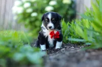 Logan, a male Toy Australian Shepherd for sale in Millersburg, OH – 6 of 8