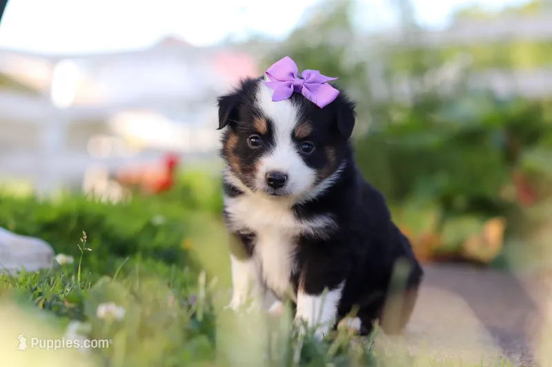 Florence, a female Toy Australian Shepherd for sale in Millersburg, OH – 1 of 6