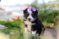 Florence, a female Toy Australian Shepherd for sale in Millersburg, OH – 1 of 6