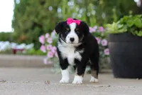 Eliza, a female Miniature Australian Shepherd for sale in Millersburg, OH – 6 of 10