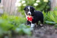 Logan, a male Toy Australian Shepherd for sale in Millersburg, OH – 4 of 8