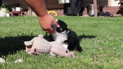 Jasmine, a female Miniature Australian Shepherd for sale in Millersburg, OH – 6 of 6