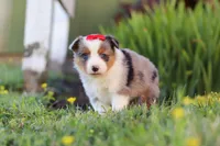 Isla, a female Toy Australian Shepherd for sale in Millersburg, OH – 6 of 7