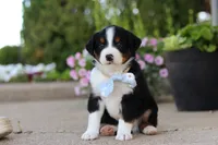 Frankie, a male Miniature Australian Shepherd for sale in Millersburg, OH – 5 of 10