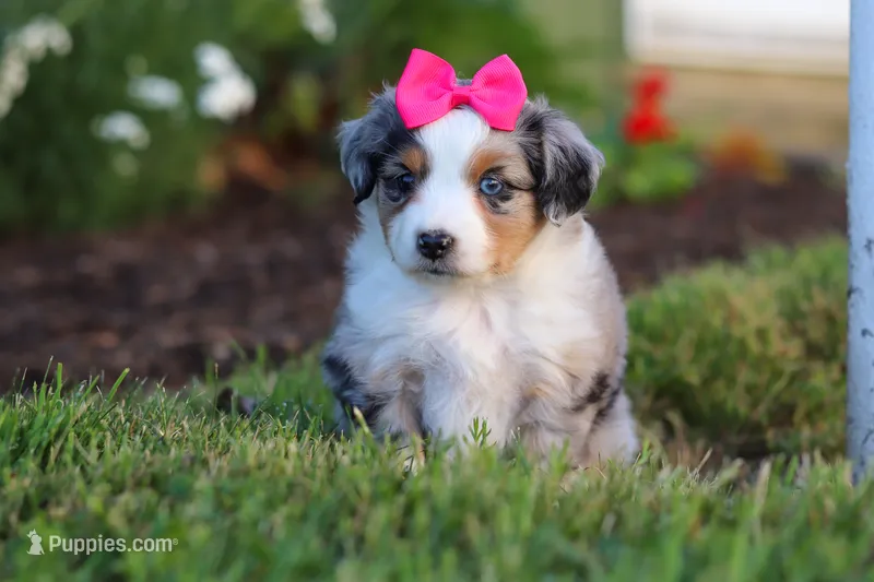 Daisy – Miniature Australian Shepherd puppy for sale in Millersburg, OH