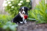 Logan, a male Toy Australian Shepherd for sale in Millersburg, OH – 1 of 8