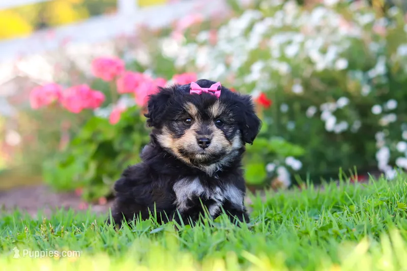 Autumn – Miniature Aussiedoodle puppy for sale in Millersburg, OH