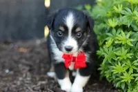 Logan, a male Toy Australian Shepherd for sale in Millersburg, OH – 7 of 8