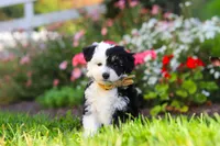 Hunter, a male Miniature Aussiedoodle for sale in Millersburg, OH – 3 of 8