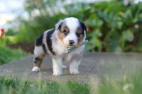 Hugo, a male Toy Australian Shepherd for sale in Millersburg, OH – 9 of 10