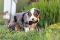 Thomas, a male Toy Australian Shepherd for sale in Millersburg, OH – 3 of 9