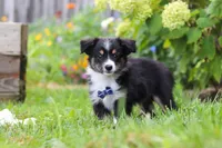 Logan, a male Toy Australian Shepherd for sale in Millersburg, OH – 3 of 6