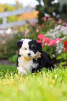 Hunter, a male Miniature Aussiedoodle for sale in Millersburg, OH – 6 of 8