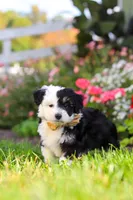 Hunter, a male Miniature Aussiedoodle for sale in Millersburg, OH – 4 of 8
