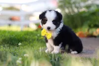 Dylan, a male Toy Australian Shepherd for sale in Millersburg, OH – 5 of 7