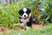 Elliot, a male Toy Australian Shepherd for sale in Millersburg, OH – 4 of 8