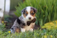 Thomas, a male Toy Australian Shepherd for sale in Millersburg, OH – 5 of 9