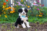 Oakley, a male Miniature Aussiedoodle for sale in Millersburg, OH – 3 of 7