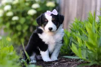 Violet, a female Miniature Australian Shepherd for sale in Millersburg, OH – 4 of 7