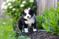 Jasmine, a female Miniature Australian Shepherd for sale in Millersburg, OH – 4 of 6