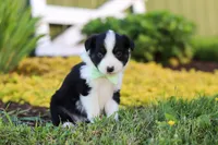 Charles, a male Toy Australian Shepherd for sale in Millersburg, OH – 3 of 10